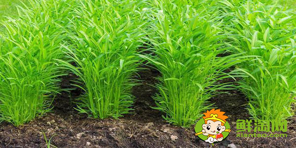 什么品種空心菜高產(chǎn)，新品種空心菜種子