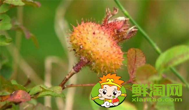 刺梨子泡酒能泡幾年可以嗎，刺梨子泡酒的正確方法