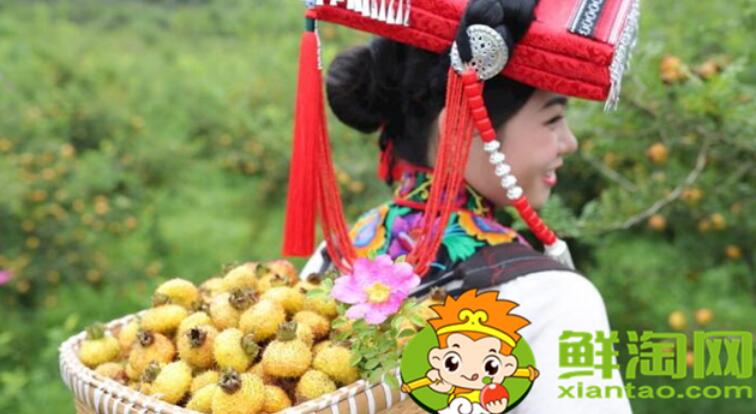 刺梨什么時(shí)候采摘最好，刺梨怎么去刺再泡冰糖