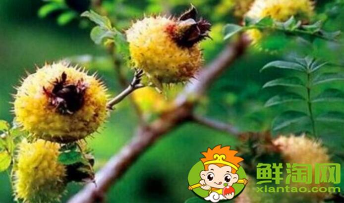 刺梨什么時(shí)候采摘最好，刺梨怎么去刺再泡冰糖