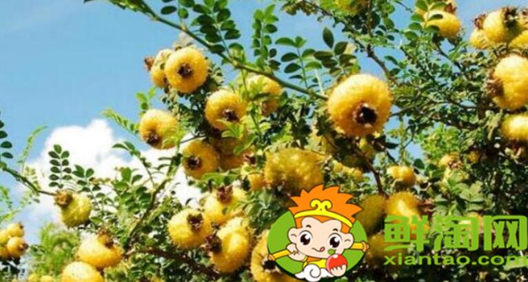 刺梨什么時(shí)候采摘最好，刺梨怎么去刺再泡冰糖