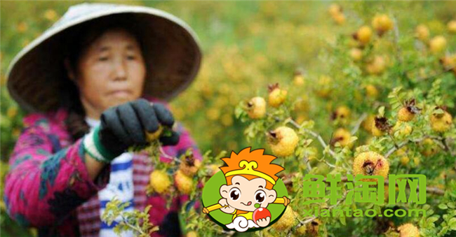 貴州刺梨什么時候成熟，貴州刺梨怎么吃圖解