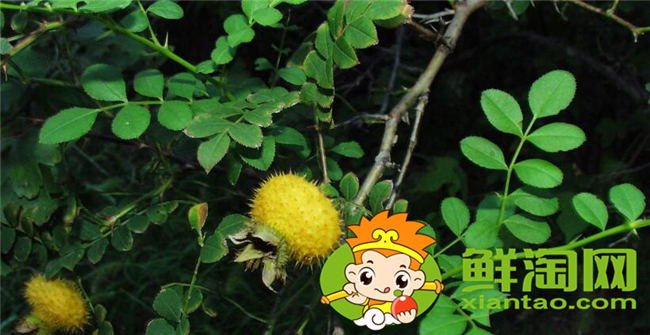 刺梨是什么季節(jié)生長的，刺梨幾年掛果