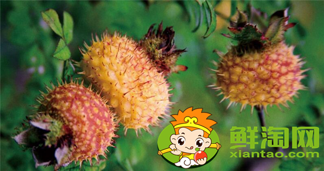 刺梨是什么季節(jié)生長的，刺梨幾年掛果