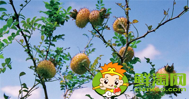 刺梨是什么季節(jié)生長的，刺梨幾年掛果
