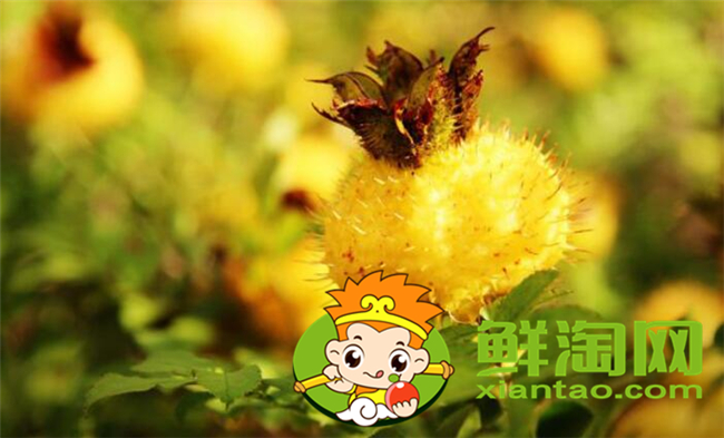 刺梨酒用干的還是鮮的，刺梨酒的泡制方法
