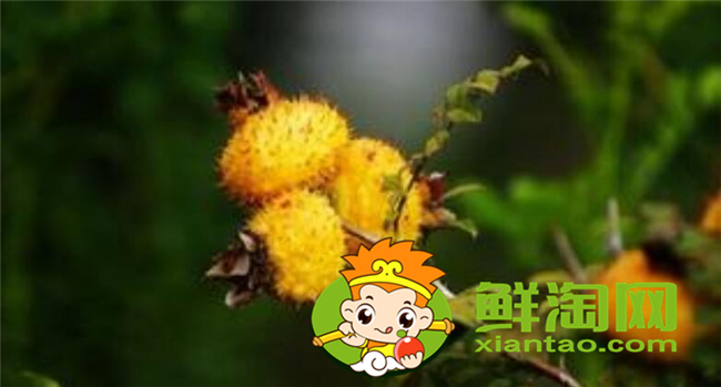 新鮮野刺梨怎么吃，金櫻子和刺梨子的區別