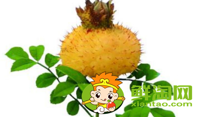 新鮮野刺梨怎么吃，金櫻子和刺梨子的區別