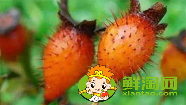 新鮮野刺梨怎么吃，金櫻子和刺梨子的區別