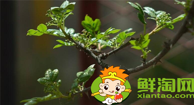花椒葉什么時(shí)候采摘最好，花椒葉怎么存放