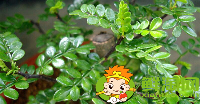 花椒葉什么時(shí)候采摘最好，花椒葉怎么存放