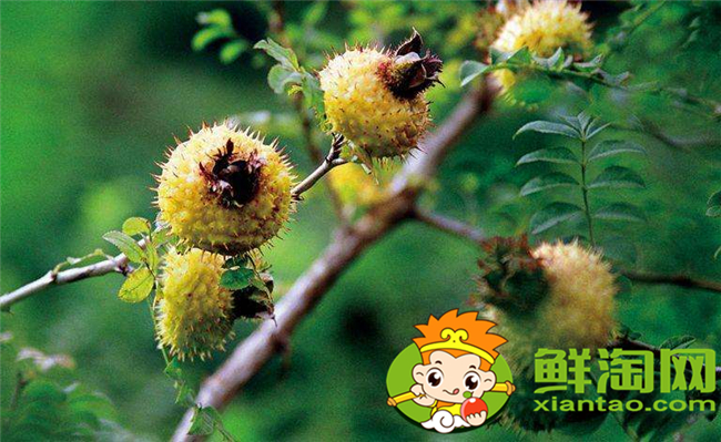 貴州刺梨基地在哪里，貴州最大的刺梨基地六盤水市