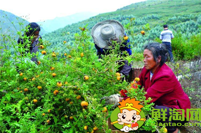 貴州刺梨基地在哪里,貴州最大的刺梨基地六盤水市
