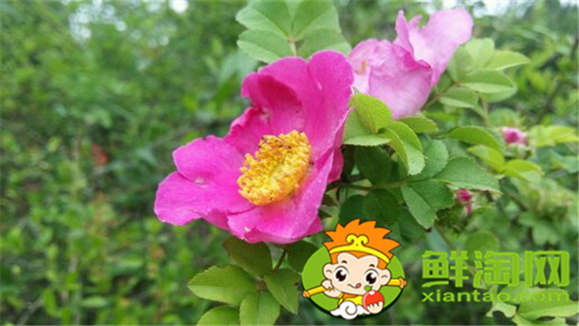刺梨花是什么樣子的,刺梨花的顏色有幾種