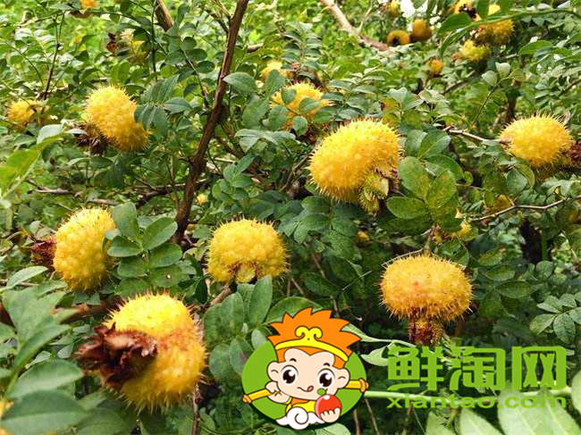 刺梨汁一天喝多少,刺梨汁什么時候喝