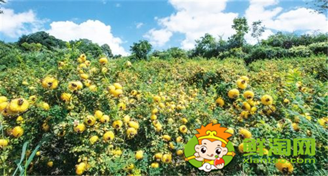 山上紅色的野果子叫什么,山上的野刺梨有幾種