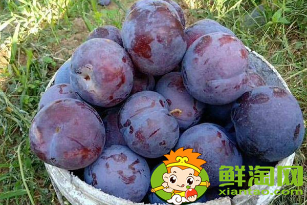 黑布林和黑布李一樣嗎,黑布李和黑布林的區別