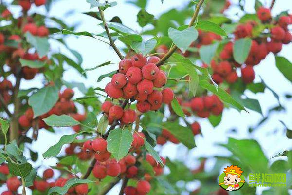 海棠果有毒嗎，花紅果和海棠果的區(qū)別