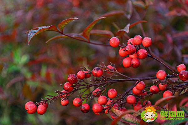 海棠果有毒嗎，花紅果和海棠果的區別