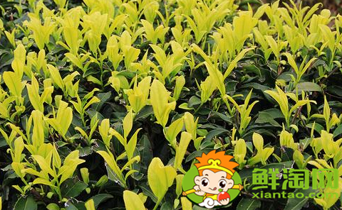 大紅袍的產地在哪里，大紅袍有哪些品種