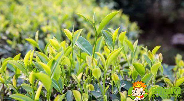 大紅袍的樹的品種是什么名,武夷山大紅袍母樹是最古老的茶樹嗎
