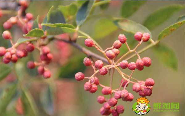 花椒應(yīng)該怎么存放不跑味道，生花椒想存放一年怎么放