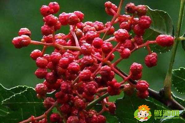 花椒應(yīng)該怎么存放不跑味道,生花椒想存放一年怎么放