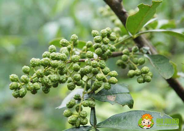 花椒應(yīng)該怎么存放不跑味道,生花椒想存放一年怎么放
