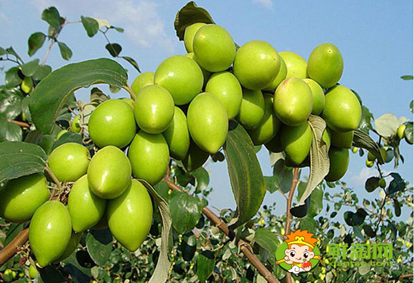 青棗熟了就是紅棗嗎,青棗可以怎么吃