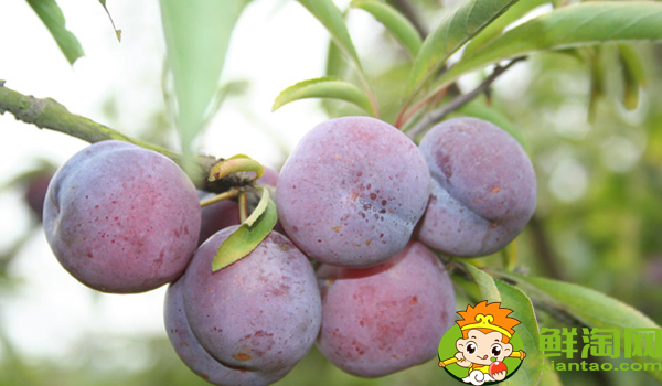 陜西黑布林好吃嗎，國(guó)產(chǎn)黑布林哪里最好吃