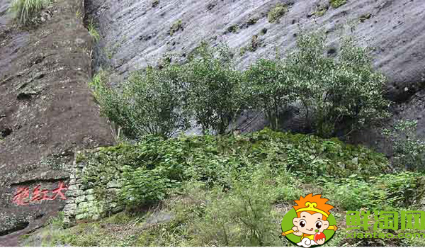 武夷山大紅袍母樹多少年歷史，武夷山大紅袍母樹有多少棵