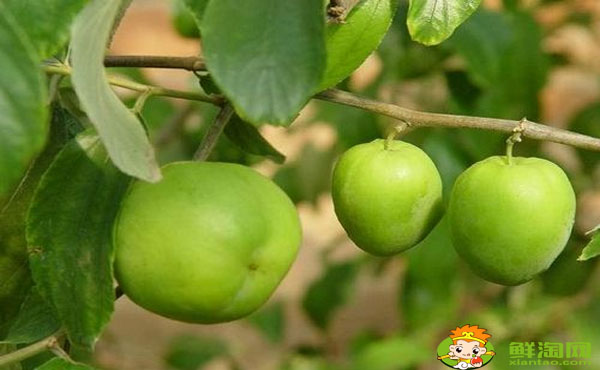 大青棗一年結幾次果，大青棗噴什么藥能結果多