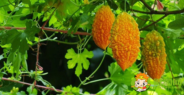 金鈴子果肉里長的什么蟲，金鈴子長蟲子了怎么辦