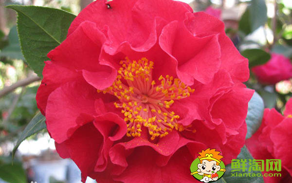 武夷巖茶大紅袍有幾種,大紅袍和獅子頭哪個品種好