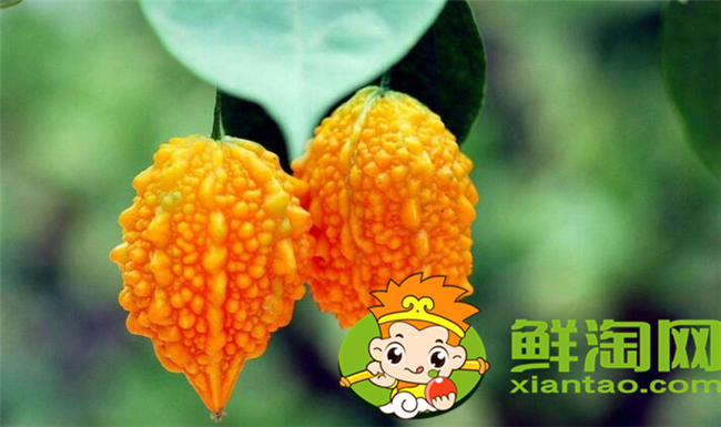 金鈴子葡萄賴(lài)怎么吃，金鈴子怎么泡水