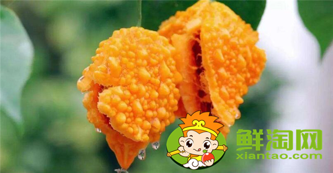 金鈴子葡萄賴(lài)怎么吃，金鈴子怎么泡水