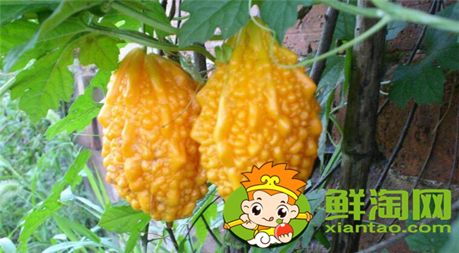 金鈴子葡萄賴(lài)怎么吃，金鈴子怎么泡水