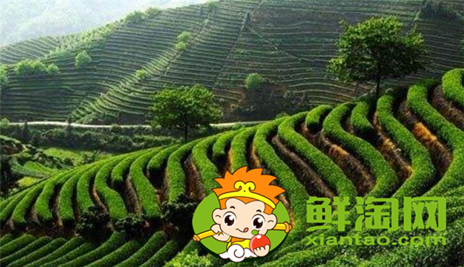烏龍茶大紅袍是紅茶嗎，大紅袍哪個品種好喝