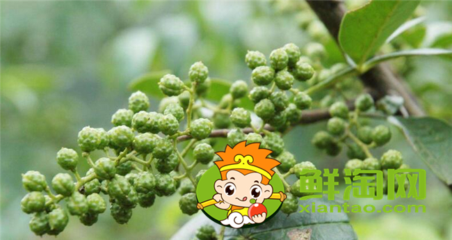 青花椒和大紅袍哪種好，大紅袍花椒品質有什么特點