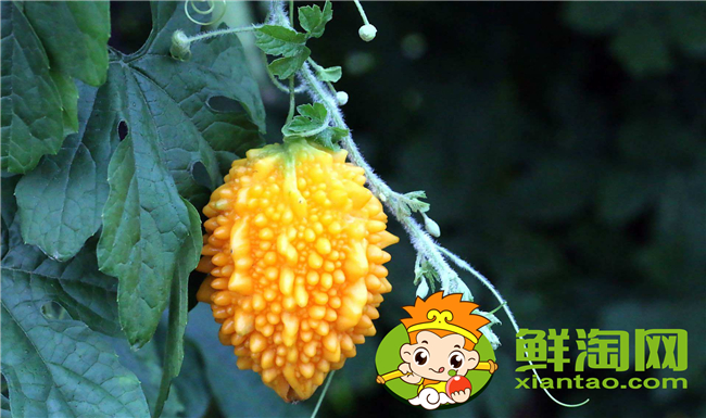 金鈴子黃了皮能吃嗎,金鈴子食用方法