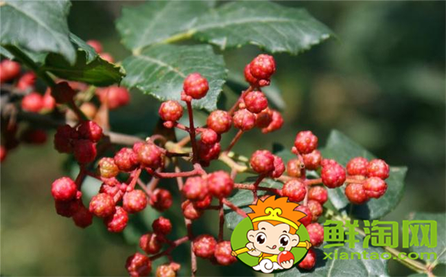 從花椒樹上摘的花椒用晾嗎，新摘的花椒要怎么處理