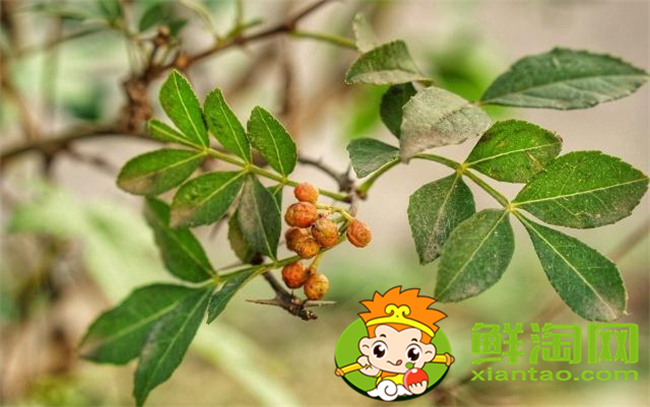 從花椒樹上摘的花椒用晾嗎，新摘的花椒要怎么處理