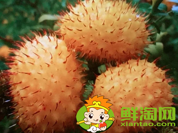 未成熟的刺梨怎么泡酒,刺梨酒能長期泡嗎