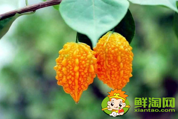 金鈴子的籽能吃嗎，金鈴子的種子怎么保存