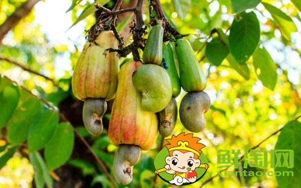 腰果最大的產(chǎn)地是哪里,腰果哪里產(chǎn)的質(zhì)量最好