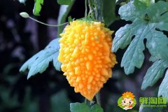 金鈴子又叫什么，金鈴子怎么多結果