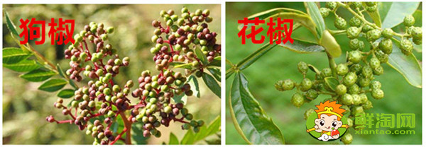 狗椒與花椒的區(qū)別圖片,狗椒與花椒哪個好
