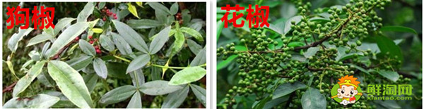 狗椒與花椒的區(qū)別圖片,狗椒與花椒哪個好