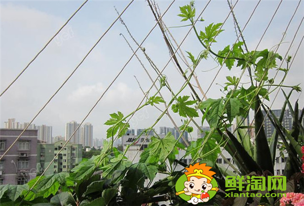 金鈴子又叫什么，金鈴子怎么多結果