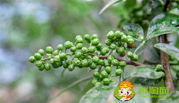狗椒與花椒的區(qū)別圖片，狗椒與花椒哪個好